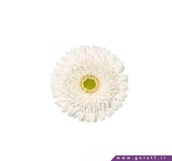 گل شیک - گل ژربرا گرندولا - Gerbera | گل آف